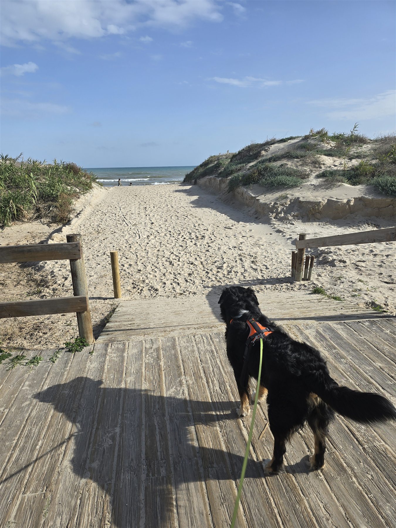 Mein Hund auf dem Strandweg in Pilar de la Horadada