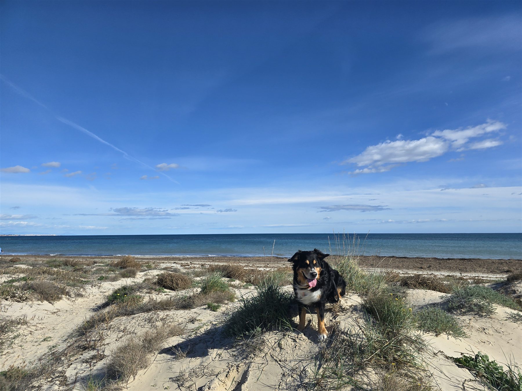 Dünen und Meer