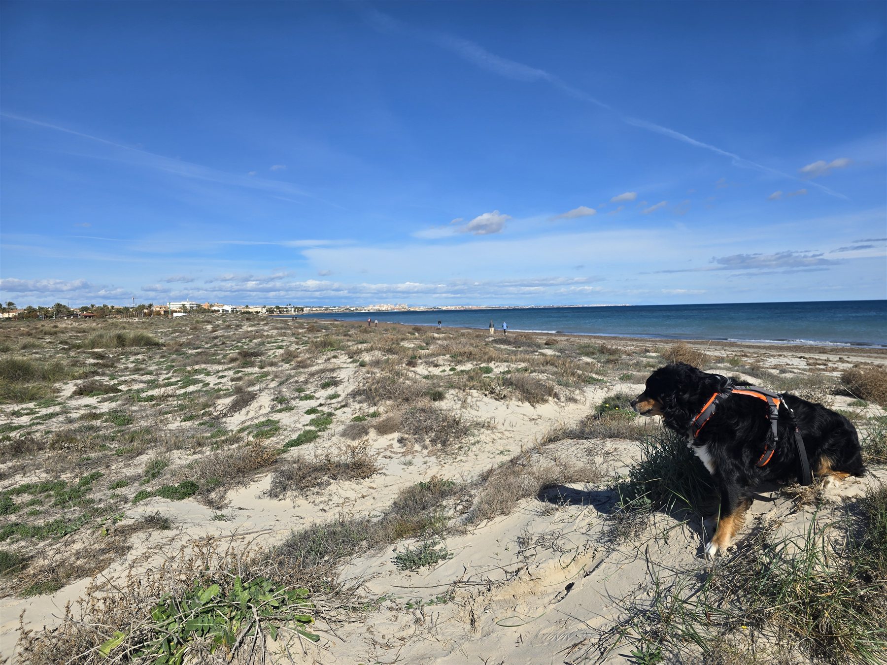 Mein Hund in den Dünen an der Costa Blanca