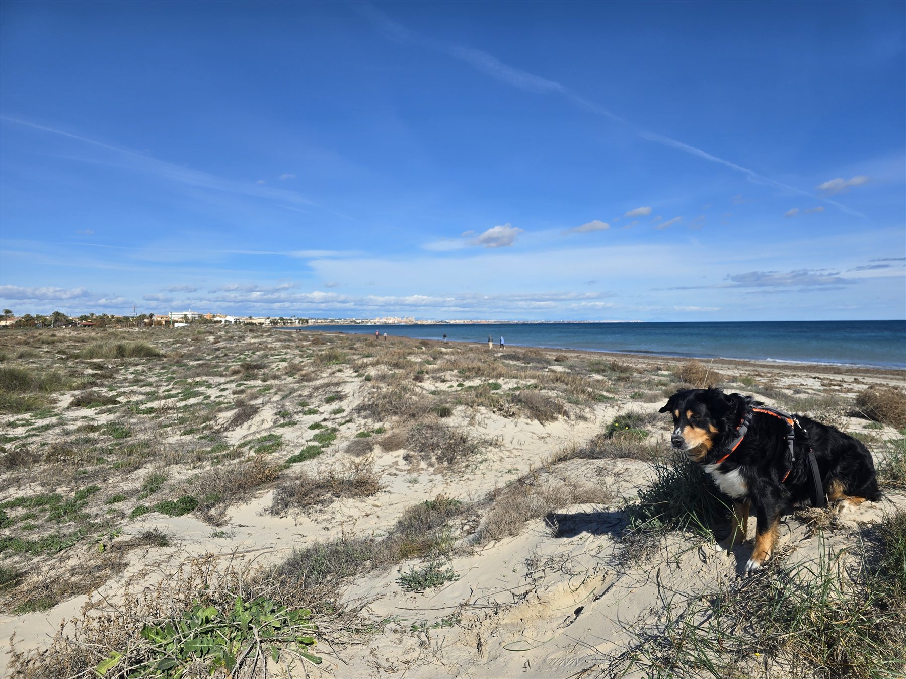 Hund in den Dünen