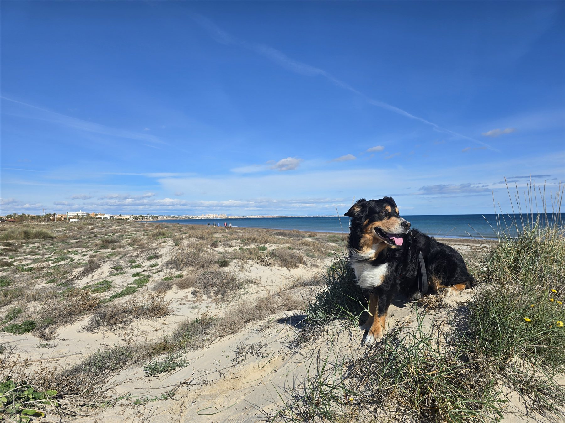 Hund an der Küste
