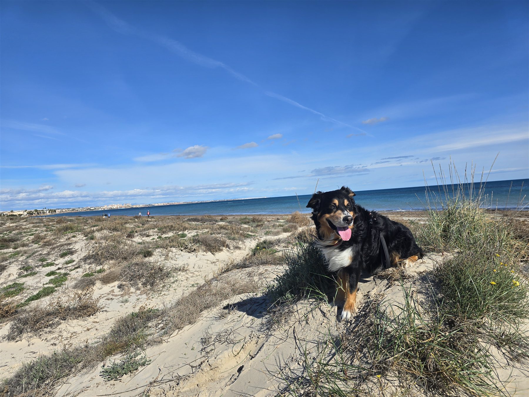 Hund am Strand, glücklich