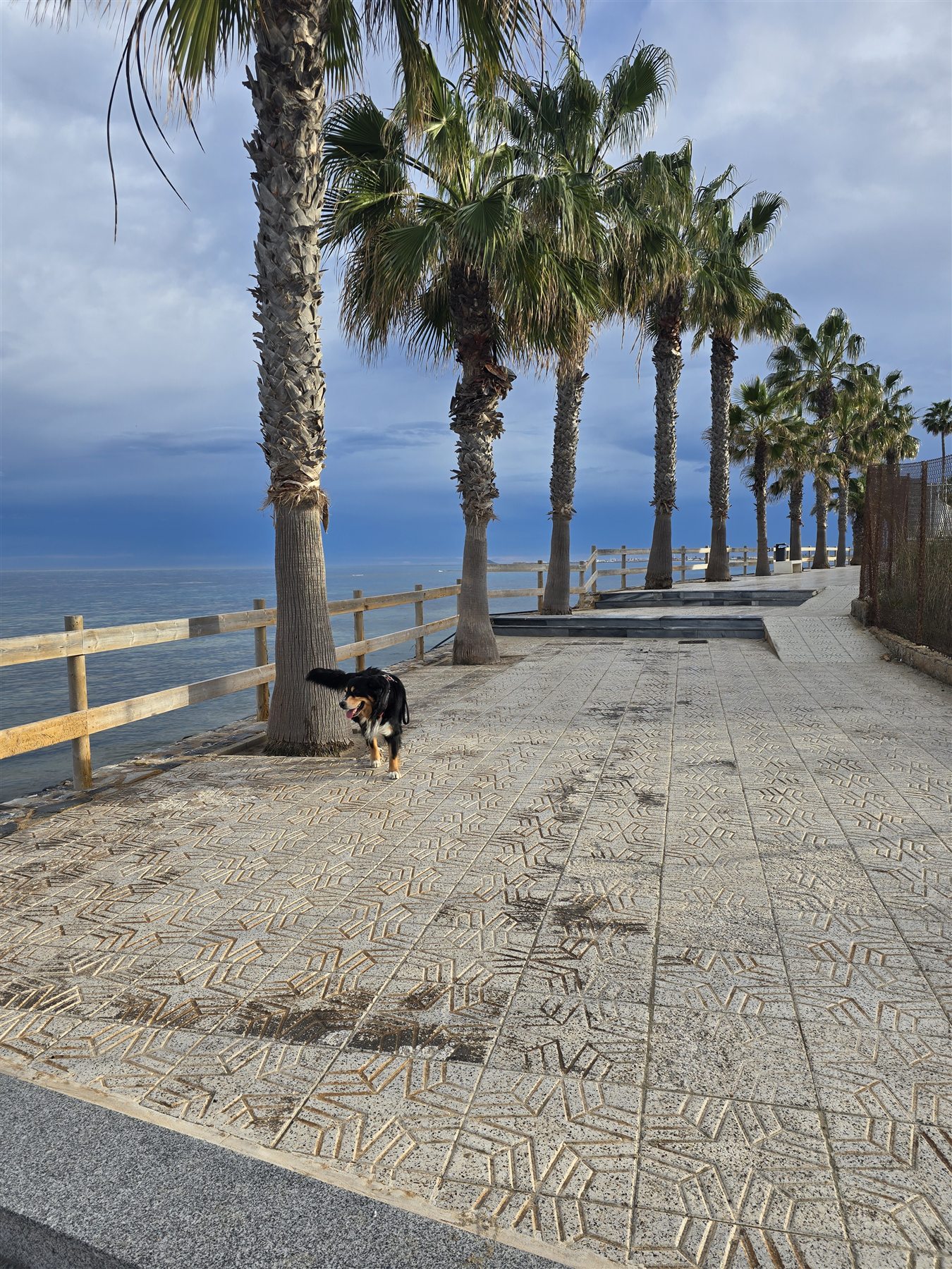 Promenade mit Palmen