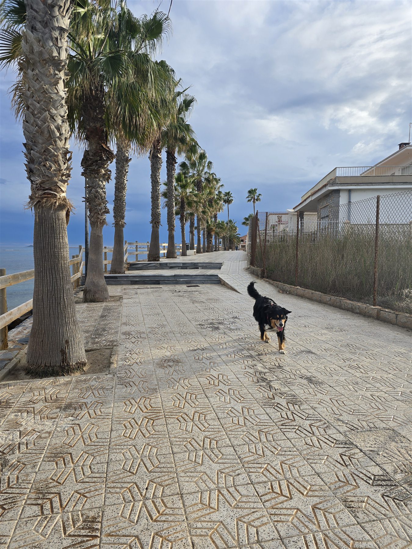 Palmen-Promenade in Pilar de la Horadada